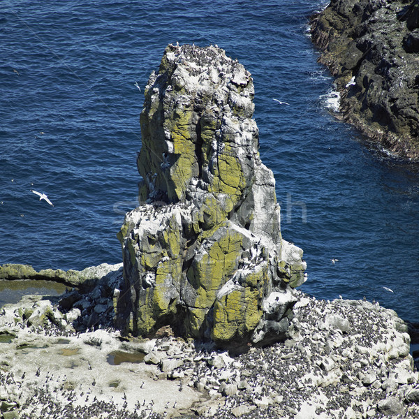 Păsări colonie insulă Irlanda mare Imagine de stoc © phbcz