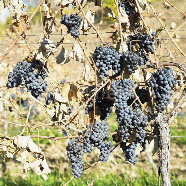 grapevines in vineyard (cabernet moravia), Czech Republic Stock photo © phbcz