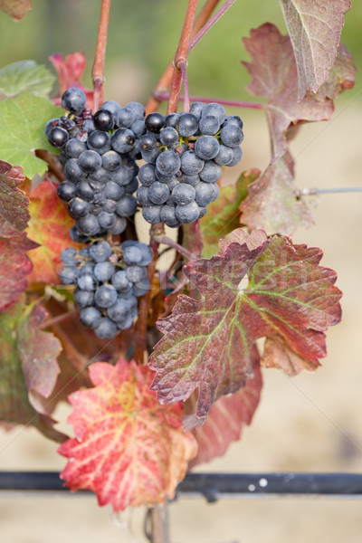 grapevines in vineyard, Czech Republic Stock photo © phbcz