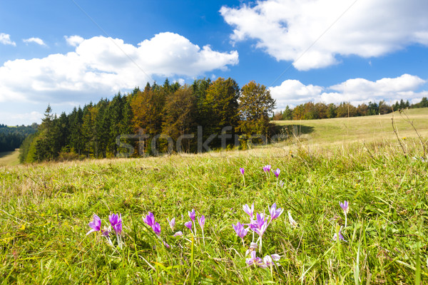 meadow in blossom, Nizke Tatry (Low Tatras), Slovakia Stock photo © phbcz