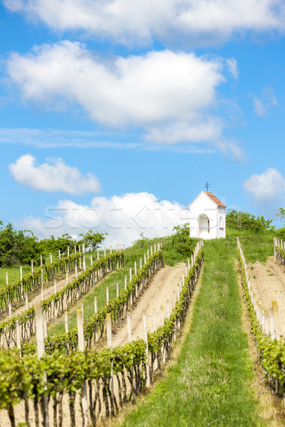 весны виноградник южный Чешская республика природы Сток-фото © phbcz