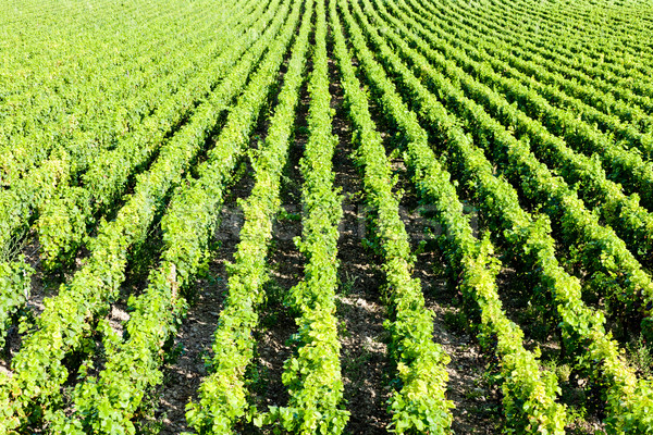 Foto stock: Vina · Francia · fondo · planta · vid · agricultura