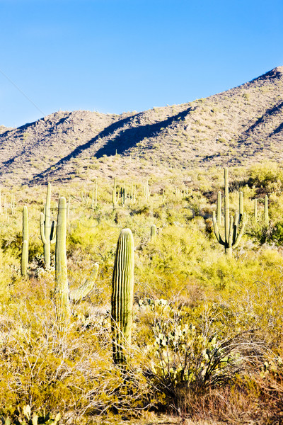 Parku Arizona USA krajobraz roślin ciszy Zdjęcia stock © phbcz