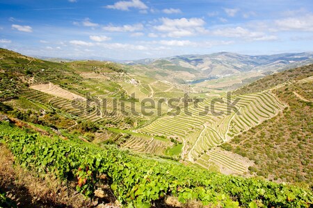 vineyars in Douro Valley, Portugal Stock photo © phbcz