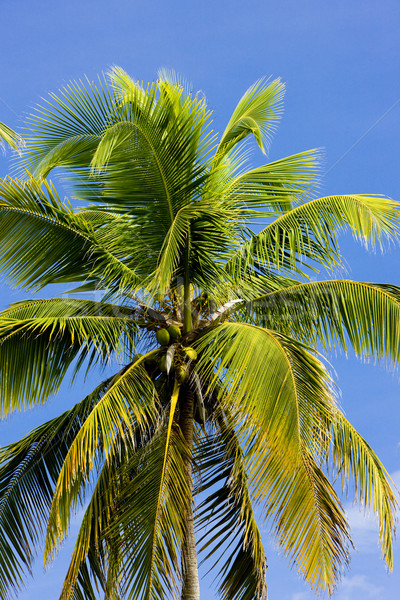 palm tree's detail, Tobago Stock photo © phbcz