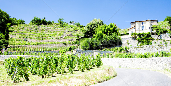 vineyard of Chateau Grillet, Rhone-Alpes, France Stock photo © phbcz
