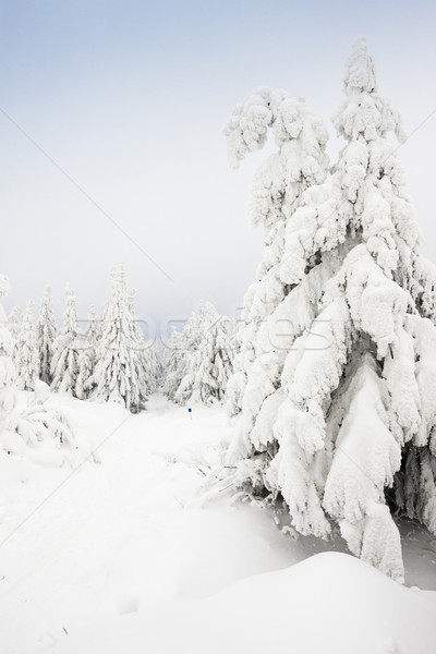 winter landscape, Orlicke Mountains, Czech Republic Stock photo © phbcz