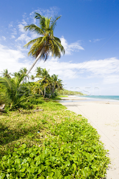 Grenada fa tájkép tenger pálma növények Stock fotó © phbcz