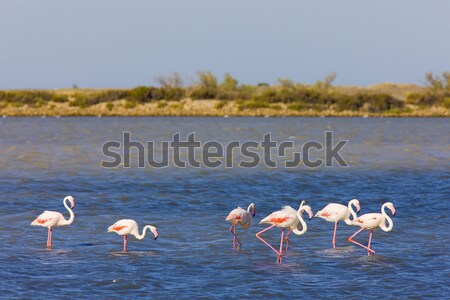 flamingos in Camargue, Provence, France Stock photo © phbcz