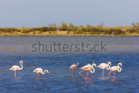 flamingos in Camargue, Provence, France Stock photo © phbcz