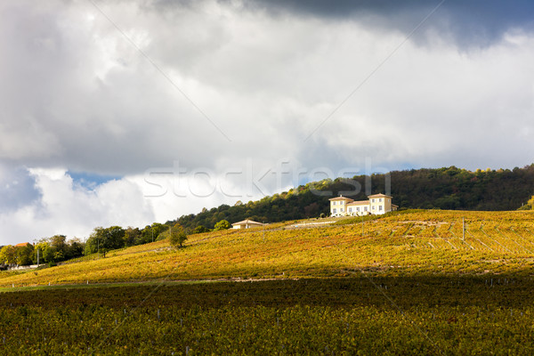 Francia panorama autunno impianto Europa vite Foto d'archivio © phbcz