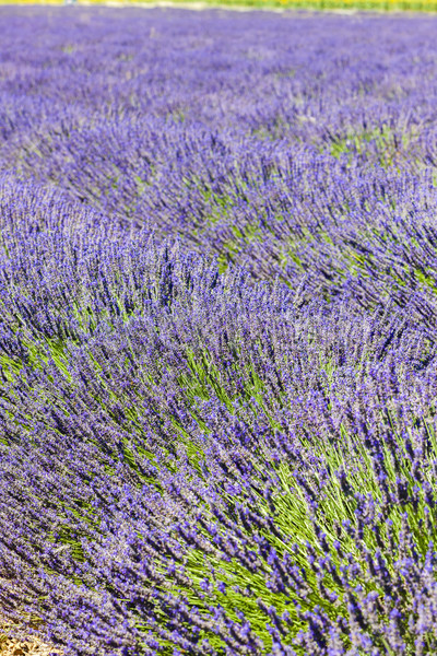 lavender field, Plateau de Valensole, Provence, France Stock photo © phbcz