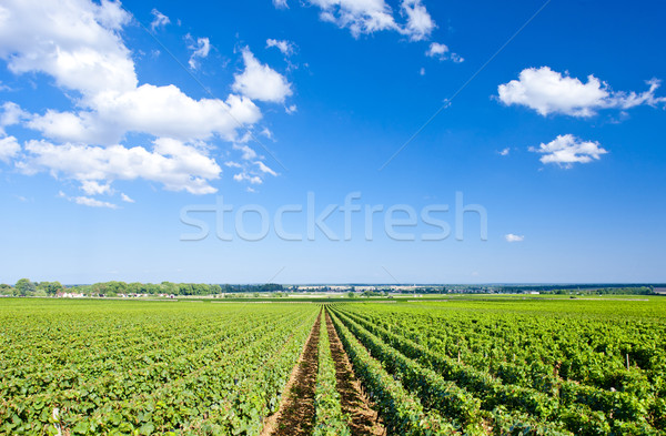 Weinberg Frankreich grünen Reben Landwirtschaft Freien Stock foto © phbcz