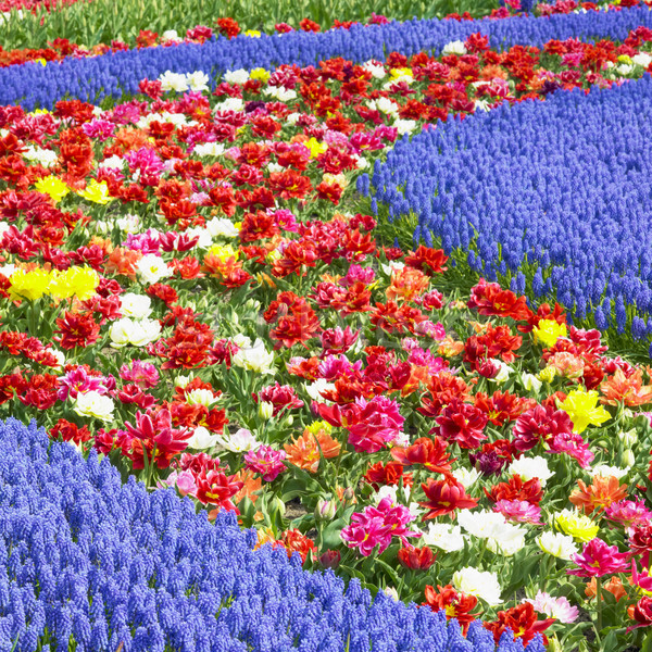 Foto stock: Jardins · Holanda · flores · primavera · natureza · fundo