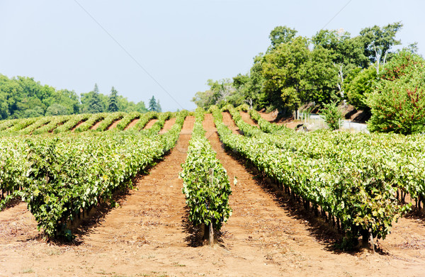 vineyars in Alentejo, Portugal Stock photo © phbcz