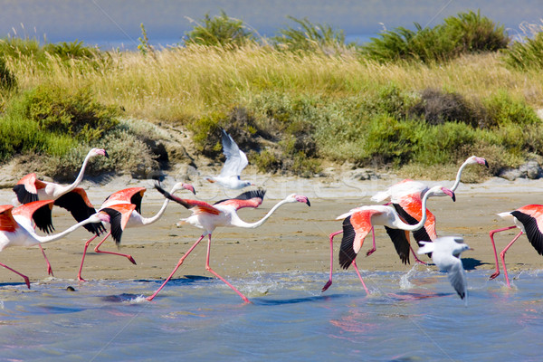 flamingos, Parc Regional de Camargue, Provence, France Stock photo © phbcz