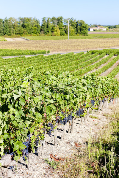 vineyard with blue grapes in Bordeaux Region, Aquitaine, France Stock photo © phbcz