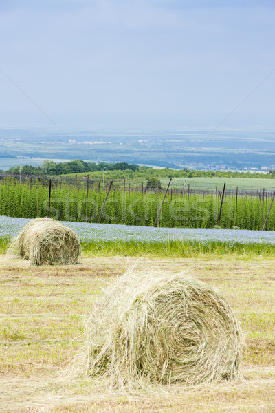 landscape with hops garden, Czech Republic Stock photo © phbcz