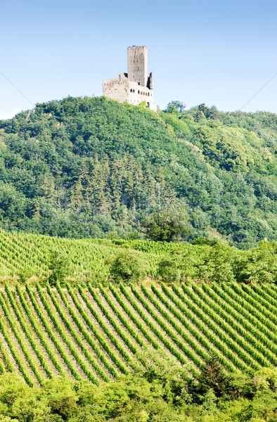 vineyards with castle Ortenbourg, Alsace, France Stock photo © phbcz