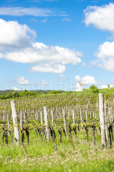 Voorjaar wijngaard zuidelijk Tsjechische Republiek plant Europa Stockfoto © phbcz