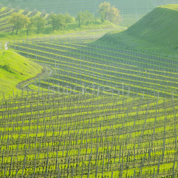 vineyard Ulehle, Livi Dubnany, Czech Republic Stock photo © phbcz
