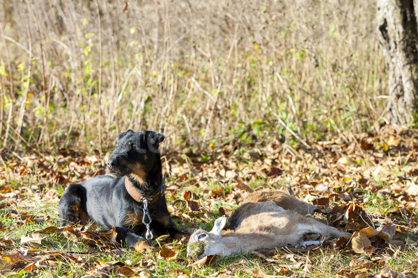 Vadászkutya zsákmány kutya természet szarvas kint Stock fotó © phbcz