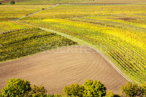 Stock photo: view of autumnal vineyards near Velke Bilovice, Czech Republic