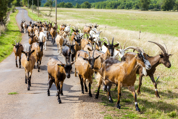[[stock_photo]]: Troupeau · chèvres · route · France · agriculture · extérieur