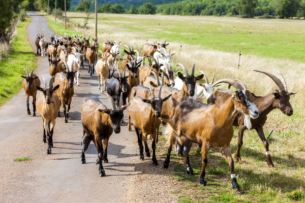 Herde Ziegen Straße Frankreich Landwirtschaft Freien Stock foto © phbcz