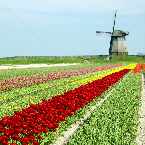 Szélmalom tulipán mező Hollandia virágok tavasz Stock fotó © phbcz