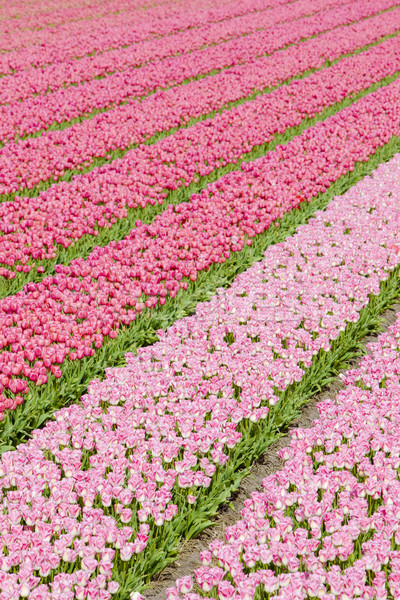 Tulipán mező Hollandia virágok tavasz természet Stock fotó © phbcz