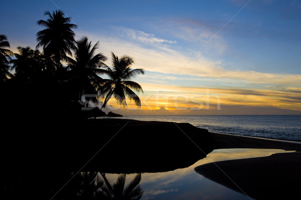 Puesta de sol Caribe mar tortuga playa árbol Foto stock © phbcz