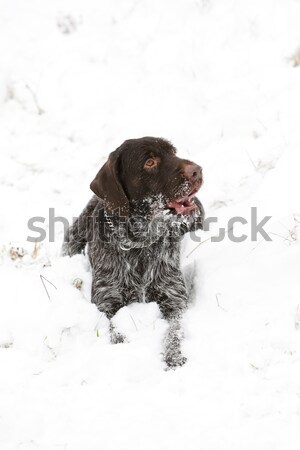 Cão de caça neve jogo animal de estimação ao ar livre um Foto stock © phbcz