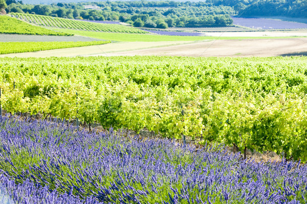 lavender field with vineyards, Drome Department, Rhone-Alpes, Fr Stock photo © phbcz