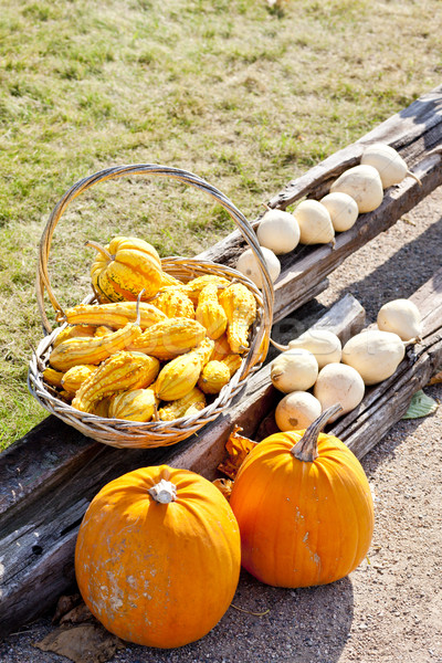 still life of pumpkins Stock photo © phbcz