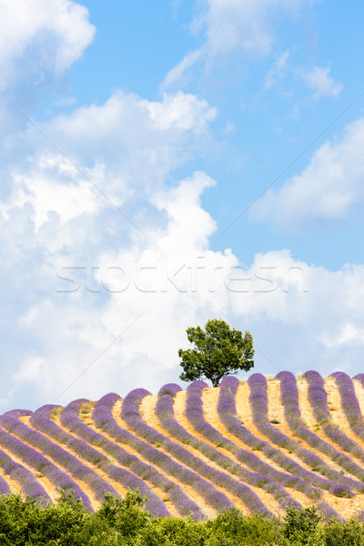 Lavendel veld boom Frankrijk landschap plant Europa Stockfoto © phbcz