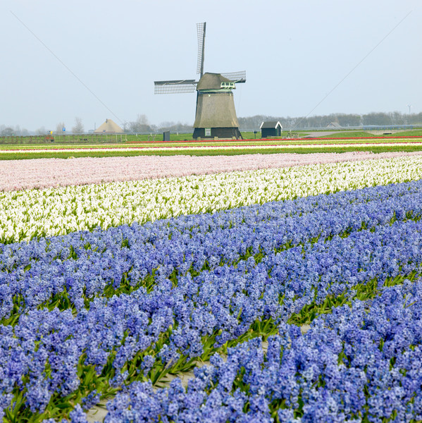 Windmill гиацинт области цветок весны путешествия Сток-фото © phbcz