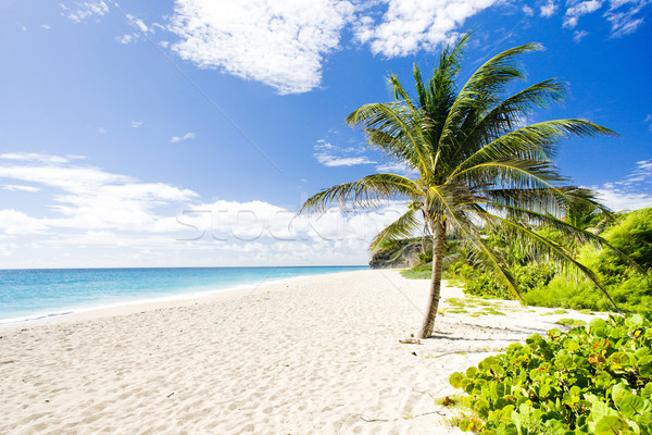 Stockfoto: Barbados · caribbean · boom · landschap · zee · palm