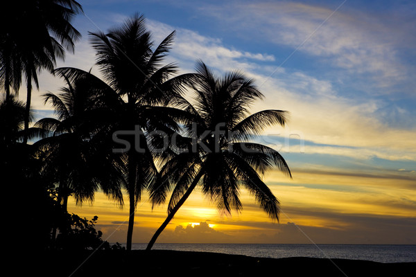 Pôr do sol caribbean mar tartaruga praia árvores Foto stock © phbcz
