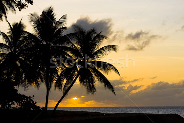 Puesta de sol Caribe mar tortuga playa árbol Foto stock © phbcz