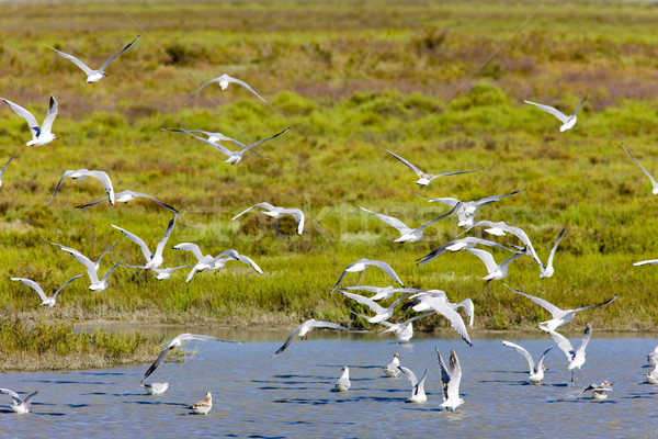 sea gulls, Parc Regional de Camargue, Provence, France Stock photo © phbcz