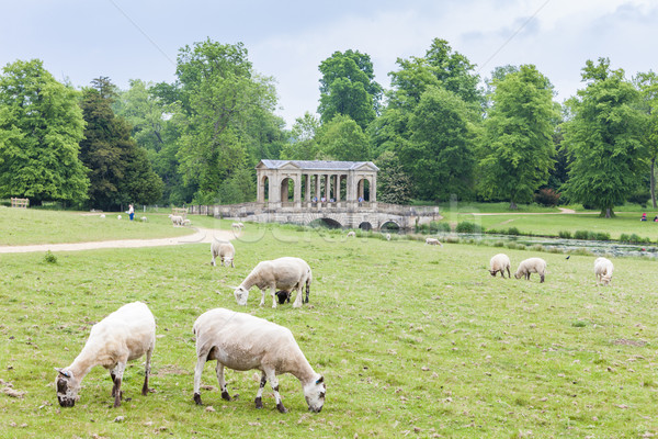 sheep with Palladin Bridge at background, Stowe, Buckinghamshire Stock photo © phbcz