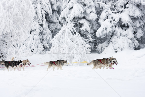 sledge dogging, Sedivacek''s long, Czech Republic Stock photo © phbcz