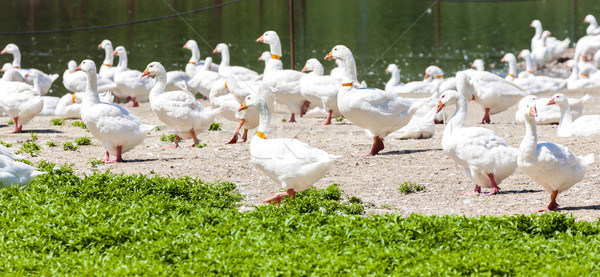 Liba farm Csehország csoport vidék mezőgazdaság Stock fotó © phbcz