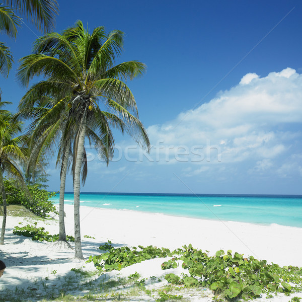 Küba plaj su ağaç manzara deniz Stok fotoğraf © phbcz