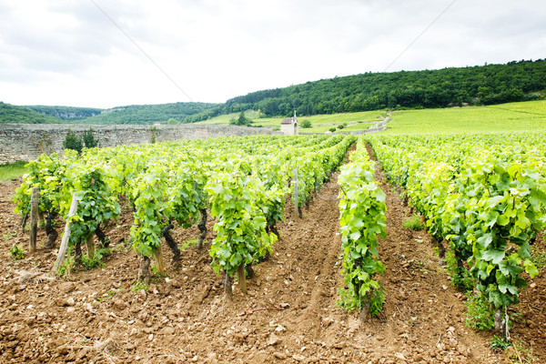 vineyards near Gevrey-Chambertin, Cote de Nuits, Burgundy, Franc Stock photo © phbcz