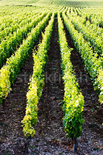 vineyards near Gevrey-Chambertin, Cote de Nuits, Burgundy, Franc Stock photo © phbcz