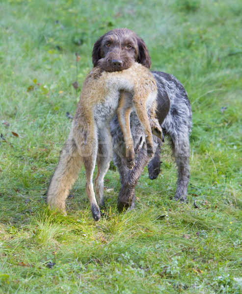 Jagdhund Hund Gras Natur Tasche Stock foto © phbcz