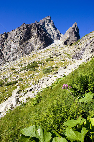 Pequeño frío valle alto Eslovaquia flor Foto stock © phbcz