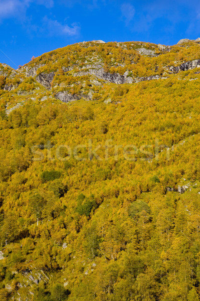 landscape of Southern Vestlandet, Norway Stock photo © phbcz